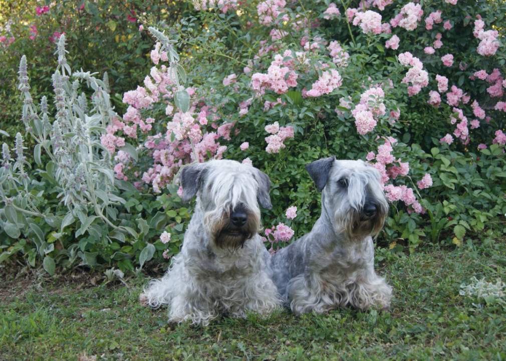 #8. Cesky terrier